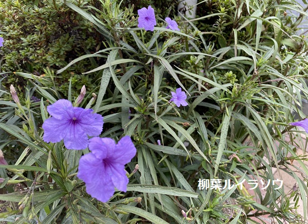 近所で見つけた花