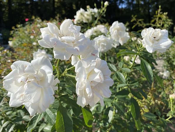 庄内緑地公園のバラ(名古屋市西区)2025年10月29日撮影