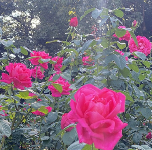 庄内緑地公園のバラ(名古屋市西区)2025年10月29日撮影