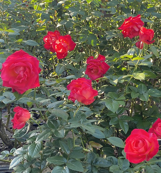 庄内緑地公園のバラ(名古屋市西区)2025年10月29日撮影