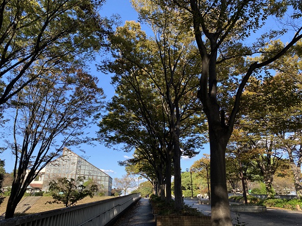 庄内緑地公園のバラ(名古屋市西区)