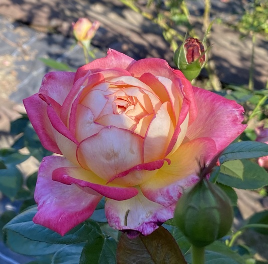 庄内緑地公園のバラ(名古屋市西区)