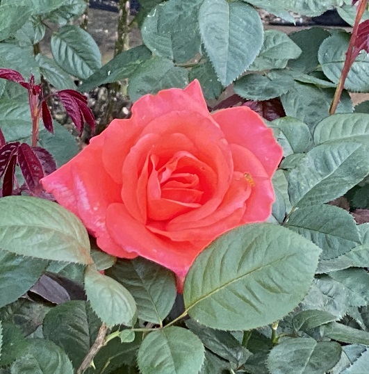 庄内緑地公園のバラ(名古屋市西区)