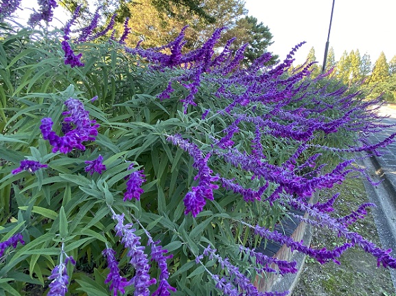 庄内緑地公園(名古屋市西区)