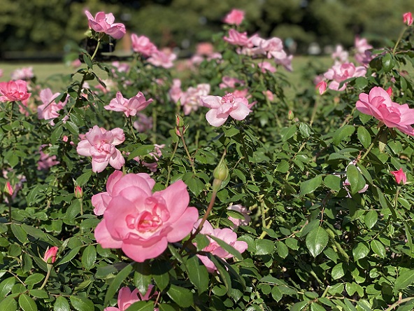 庄内緑地公園のバラ(名古屋市西区)2025年10月29日撮影