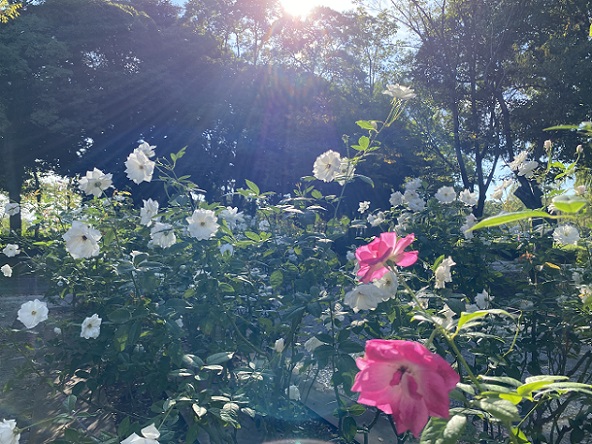 庄内緑地公園のバラ(名古屋市西区)2025年10月29日撮影