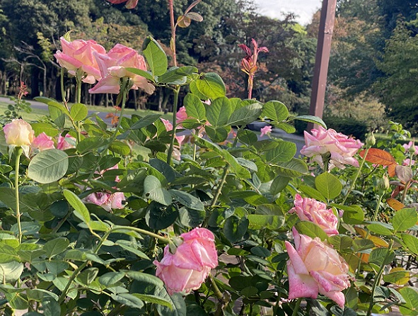 庄内緑地公園のバラ(名古屋市西区)2025年10月29日撮影