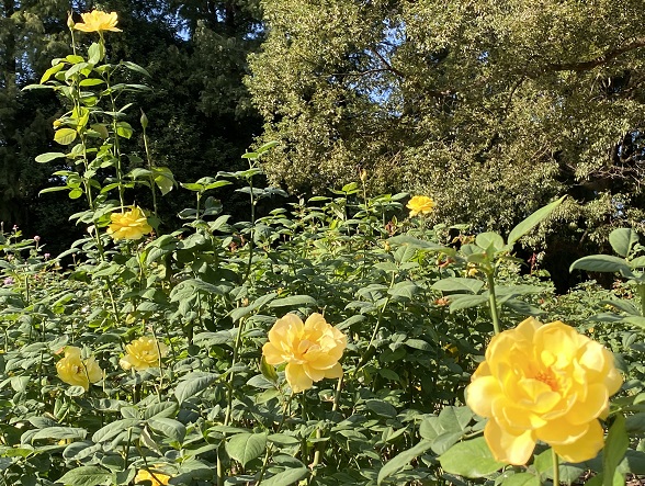 庄内緑地公園のバラ(名古屋市西区)2025年10月29日撮影