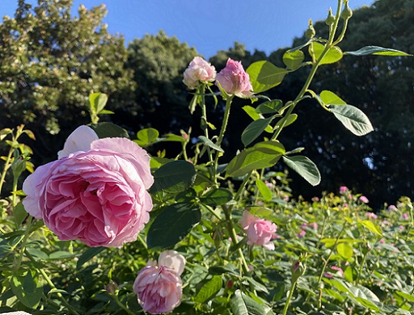 庄内緑地公園のバラ(名古屋市西区)2025年10月29日撮影