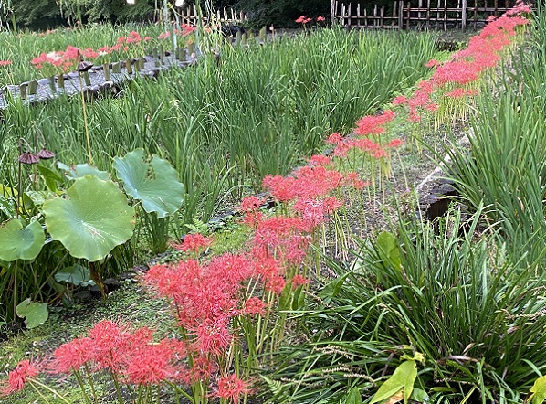 徳川園(名古屋市東区)2025年10月4日