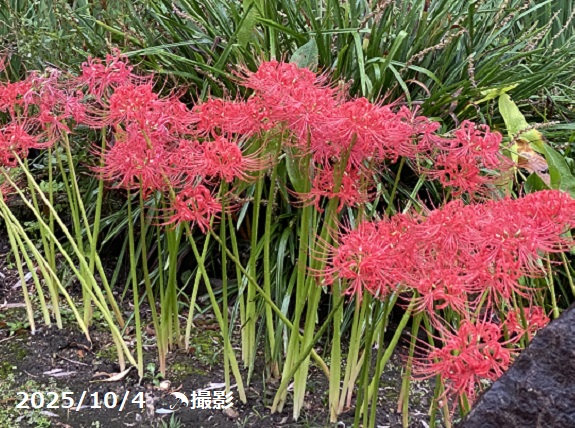 徳川園(名古屋市東区)2025年10月4日