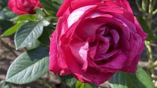 庄内緑地公園のバラ（名古屋市西区）2025年10月29日撮影