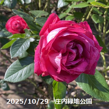 庄内緑地公園のバラ(名古屋市西区)2025年10月29日撮影