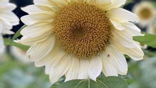 荒子川公園の白いひまわり