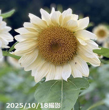 荒子川公園の白いひまわり