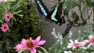 フラリエ（名古屋市）で見つけたアオスジアゲハ