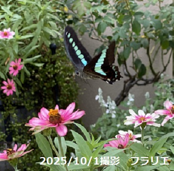 フラリエ（名古屋市）で見つけたアオスジアゲハ