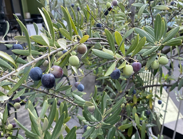 サルバトーレクオモ(名古屋市金山)