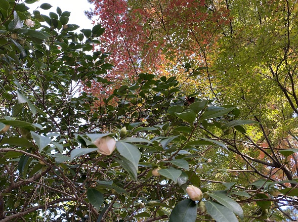 名古屋城（2025年11月24日撮影）