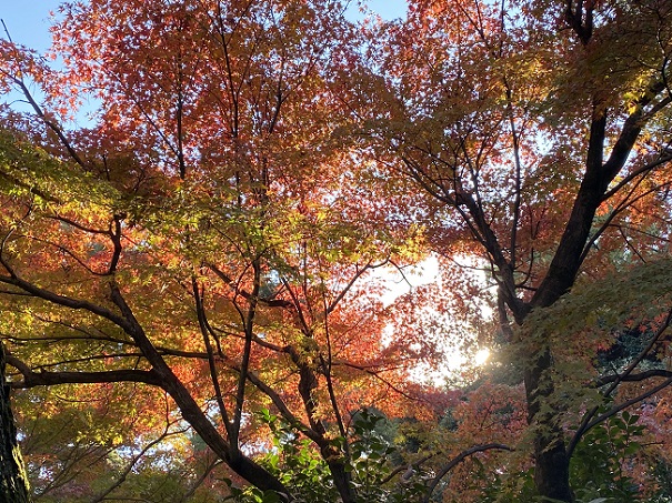 名古屋城茶席（2025年11月24日撮影）