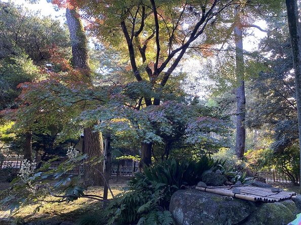 名古屋城茶席（2025年11月24日撮影）