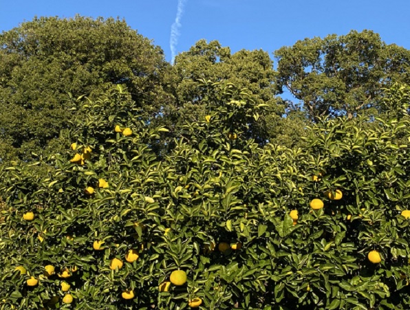 名古屋市名東区周辺