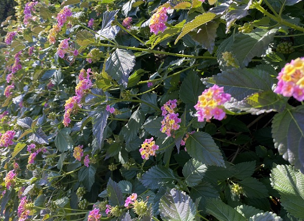名古屋市名東区周辺