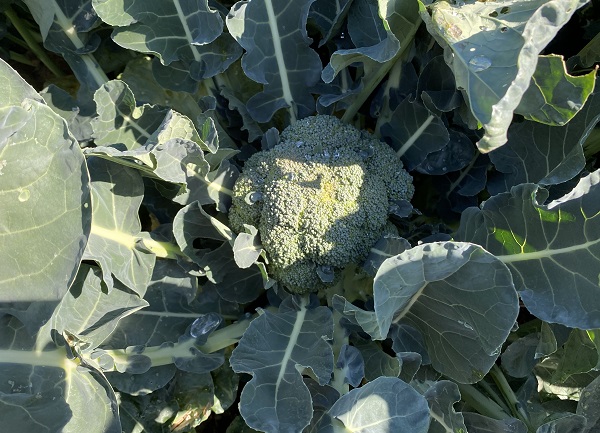 名古屋市名東区周辺