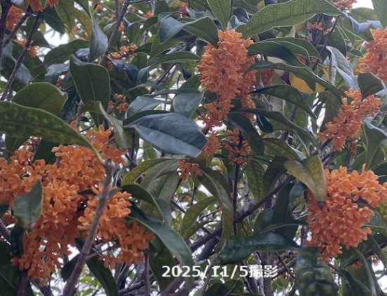 名古屋市名東区豊が丘周辺のキンモクセイ