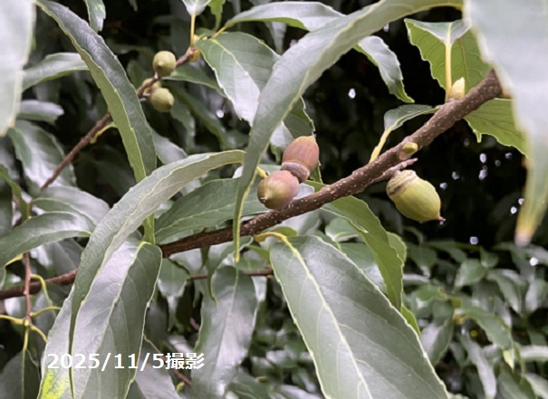 名古屋市名東区石が根周辺のドングリ