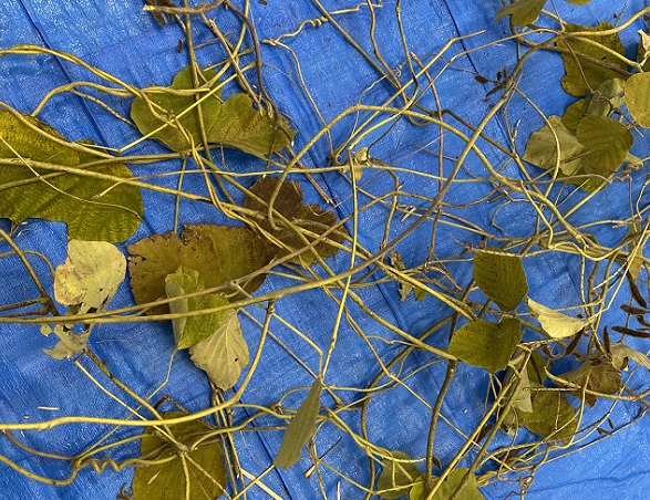 金城学院大学(名古屋市守山区)キャンパス内で開催のイベント(クリスマスリースと正月飾り作り)2025年12月13日