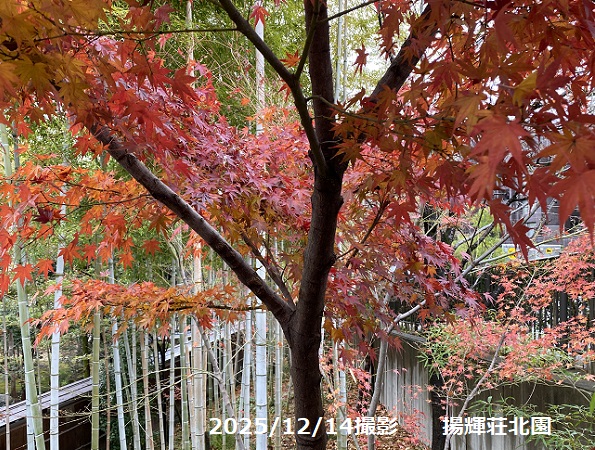 揚輝荘北園(2025年12月14日撮影)