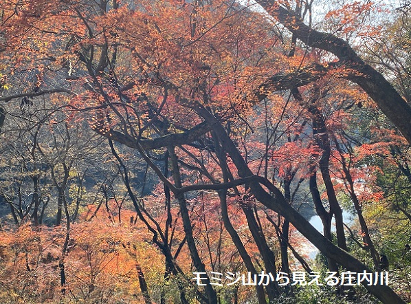 愛岐トンネル群の紅葉(2025年12月7日撮影)