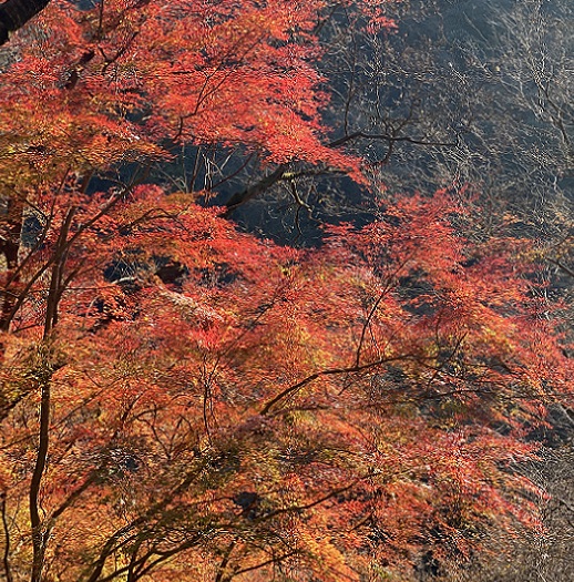 愛岐トンネル群の紅葉(2025年12月7日撮影)