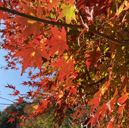 愛岐トンネル群の紅葉(2025年12月7日撮影)
