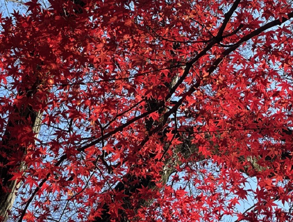 愛岐トンネル群の紅葉(2025年12月7日撮影)