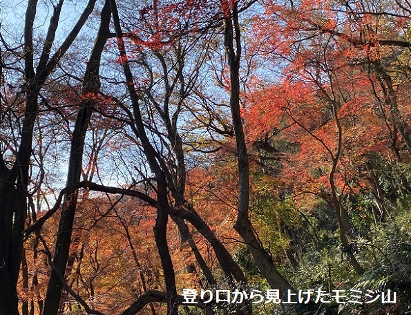 愛岐トンネル群の紅葉(2025年12月7日撮影)