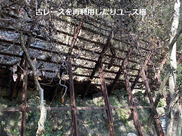 愛岐トンネル群の紅葉(2025年12月7日撮影)