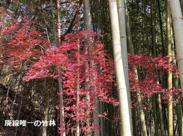 愛岐トンネル群の紅葉(2025年12月7日撮影)