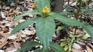 金城学院大学内里山の風景（2025年12月13日撮影）