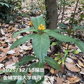 金城学院大学内里山の風景（2025年12月13日撮影）