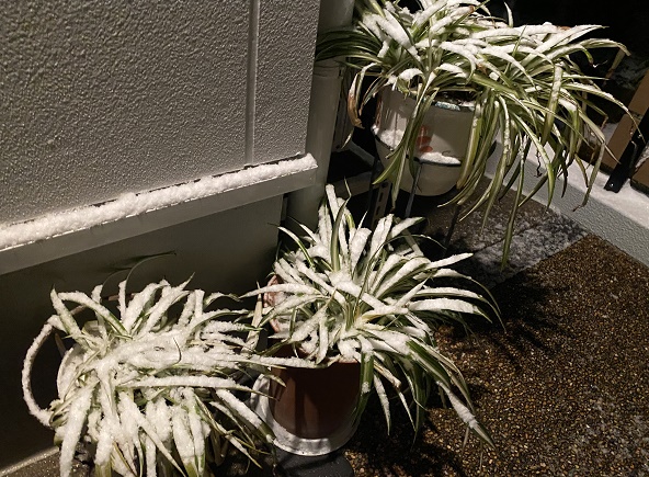 2026年1月11日深夜の雪（名古屋市名東区）