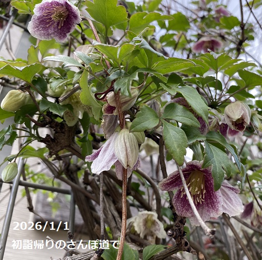 散歩道でみかけた花