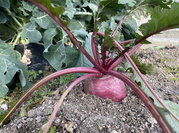 自宅周辺で見つけた赤かぶ