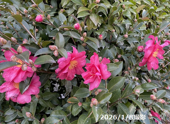 自宅周辺の山茶花