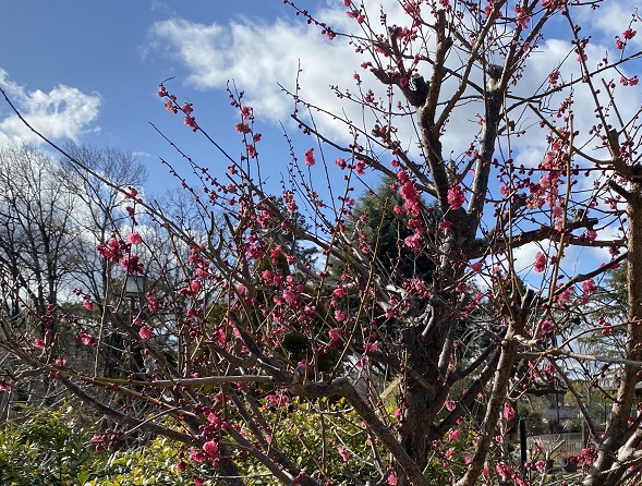 名城公園の紅梅(名古屋市)