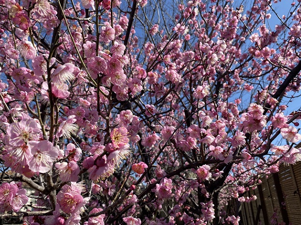 上野天満宮（名古屋市千種区）