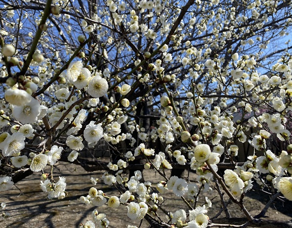 上野天満宮（名古屋市千種区）