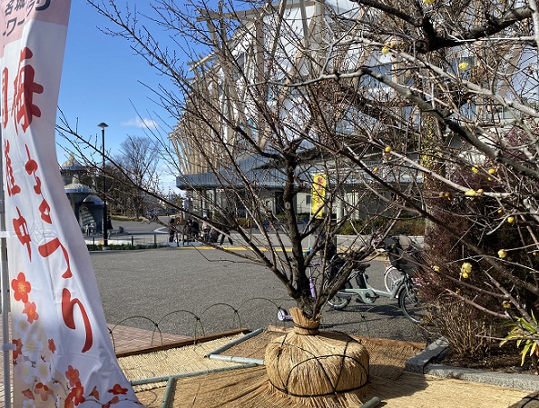 名城公園の梅まつり（名古屋市）