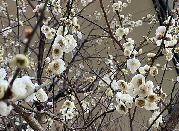 名城公園の梅まつり（名古屋市）